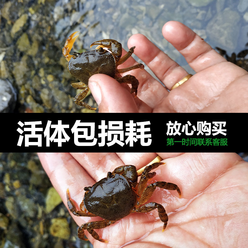 买二送一 观赏蟹原生溪流蟹深水蟹迷你小螃蟹宠物吃虫除藻华溪蟹