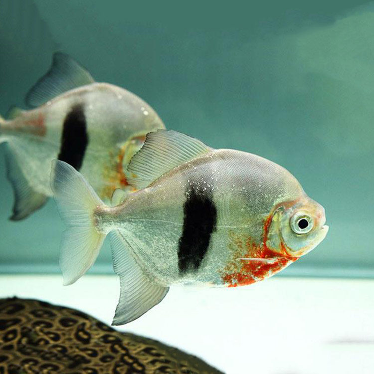 银板粗线黑桃细线豹点纹银活体金龙银龙配鱼鱼