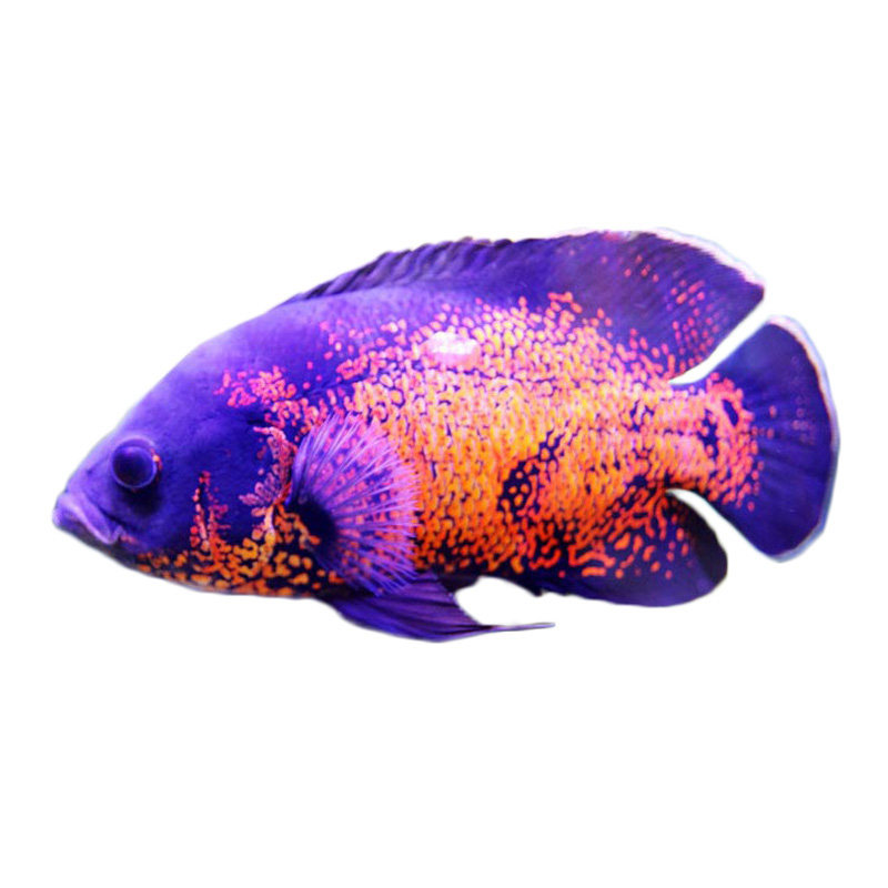 黑白白地图鱼活鱼大中型热带鱼观赏鱼凶猛猪仔鱼花鱼