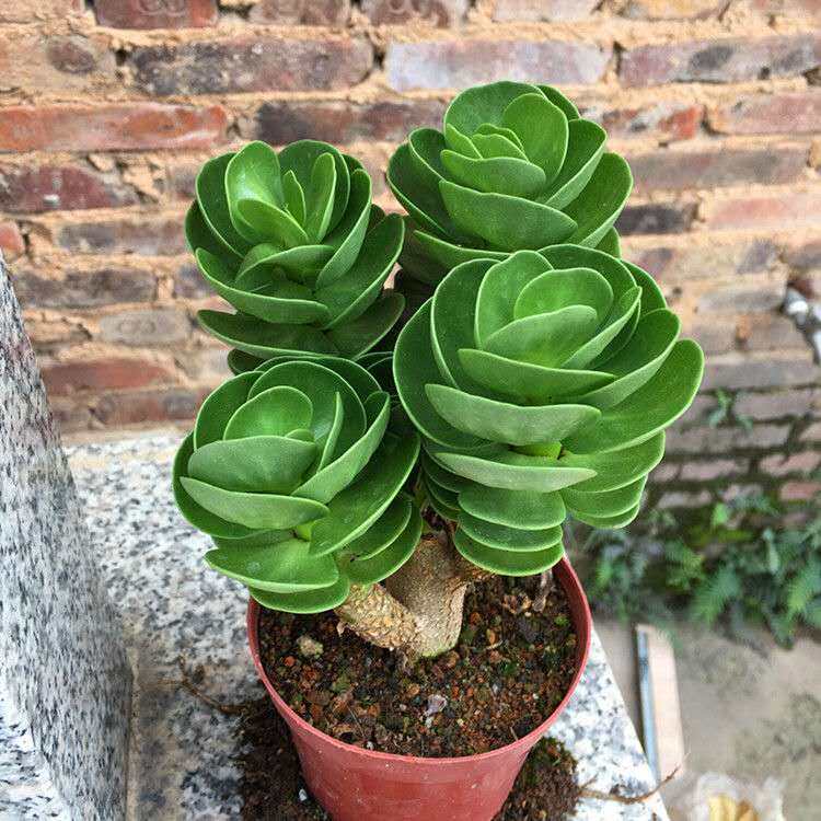 金钱多肉绿植防辐射室内外盆栽植物超大木老桩钱树多肉植物