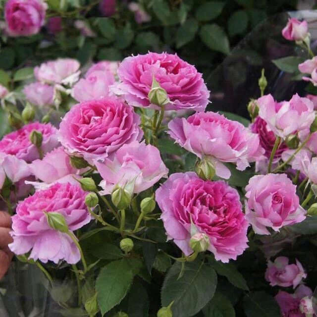 欧月天方夜谭月季花浓香灌木四季开花阳台庭院院地花卉