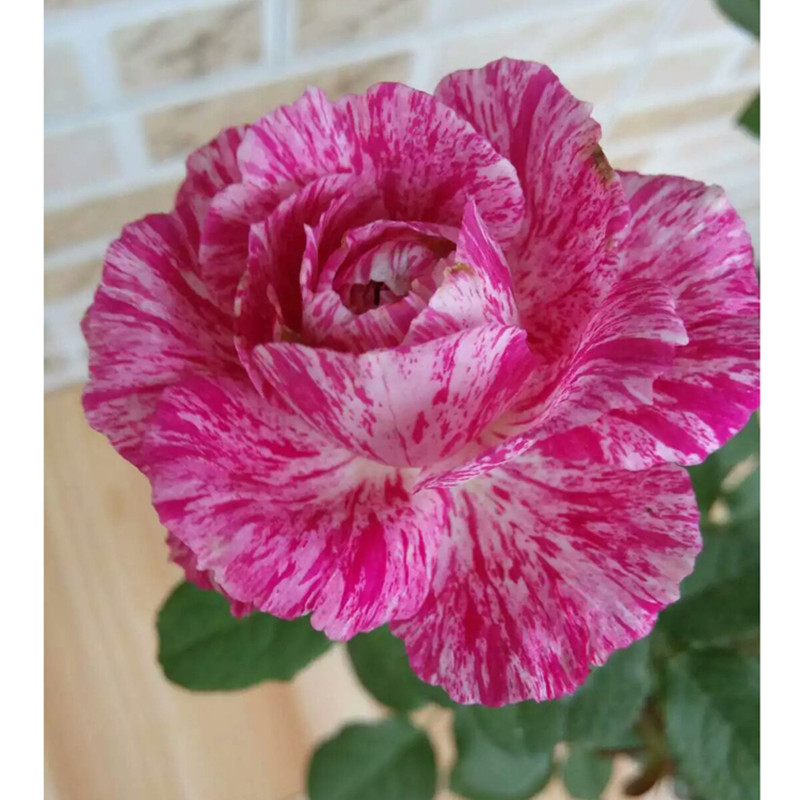 月季花阳台盆栽花卉灌木切花复色雪花肥牛四季花卉