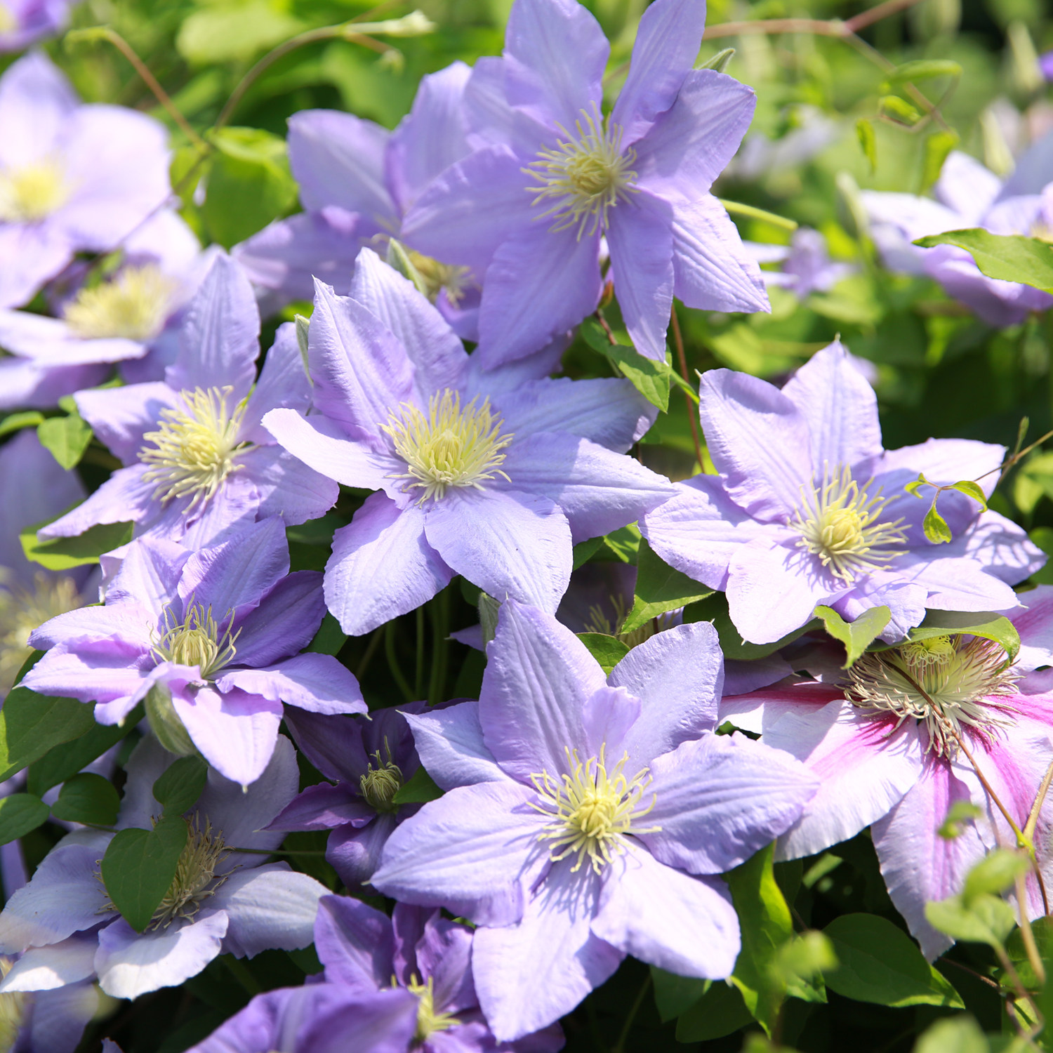 塞尚铁线莲大花重瓣铁线莲啤酒银币小美人鱼爬藤植物四季开花耐寒