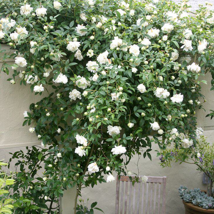 白木香庭院开花四季木香黄木香花苗蜜红香甜浓香花卉