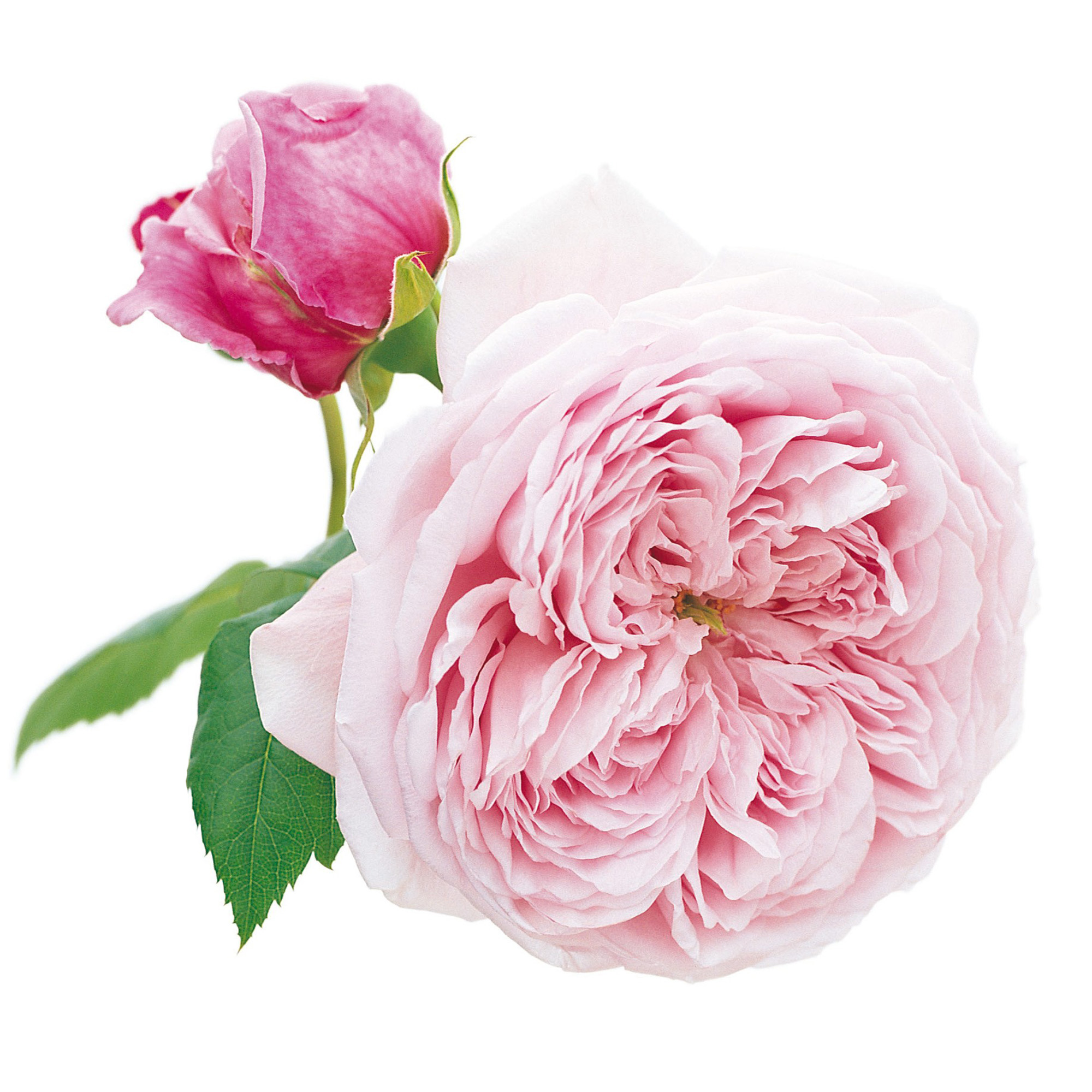 自由精神月季可藤可灌大花浓香抗病多季开花时令草本花卉