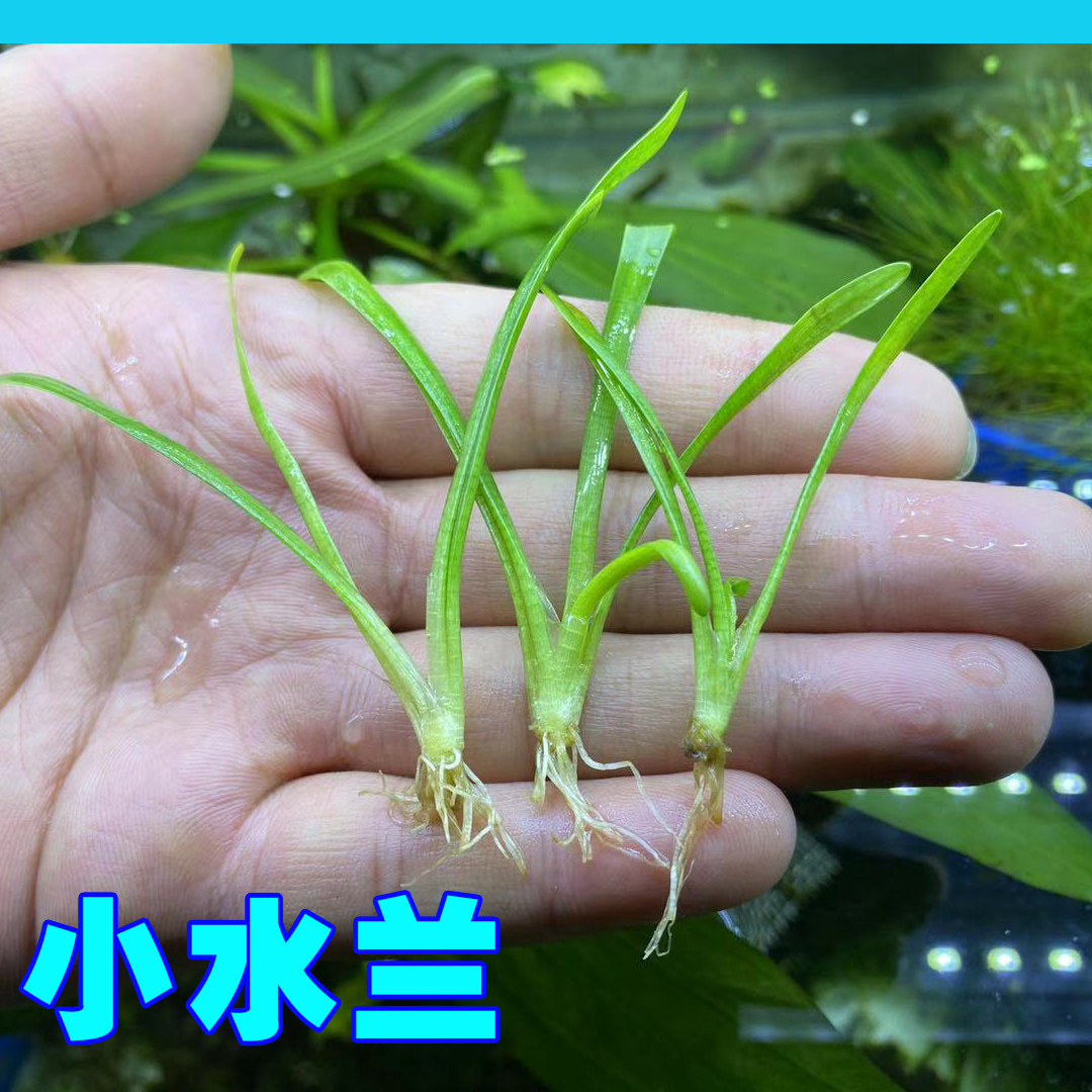 迷你小水兰草造景前景新手入门阴性水草不用二氧化碳水草