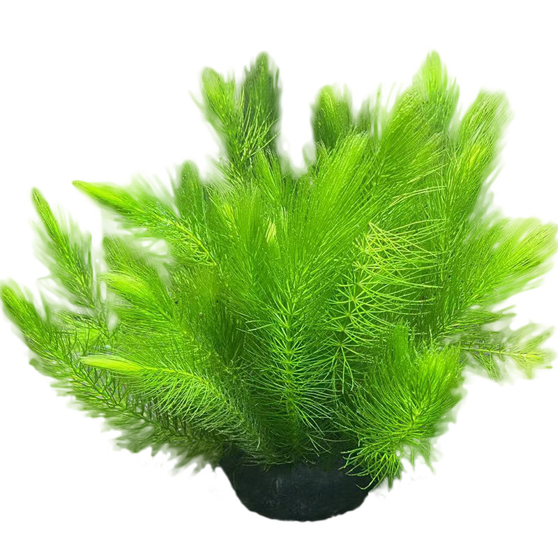 金鱼藻水草淡水浮萍蜈蚣草绿菊池塘制氧净化水质水族鱼缸好养易活