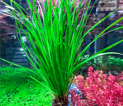 泰国水剑皇冠淡水活体植物易养入缸成适合懒人水草