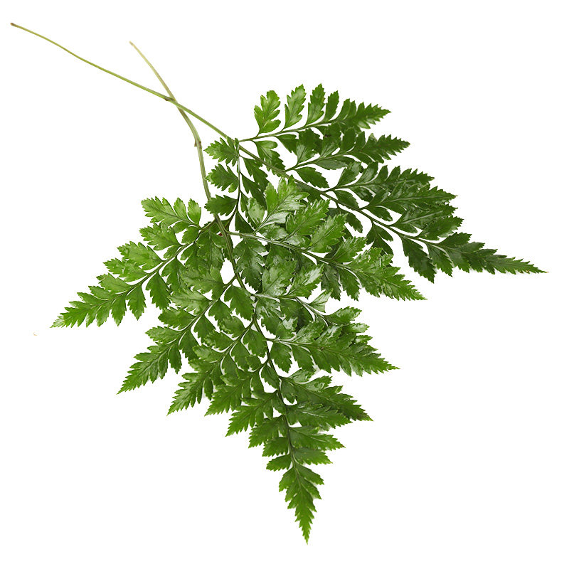 高山羊齿叶一扎10支新鲜芒叶草叶蕨西餐摆盘 【广东地区无货】