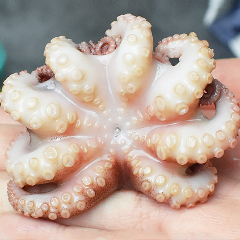 火锅八爪鱼200g迷你章鱼鲜活冷冻海鲜水产食材冷冻章鱼