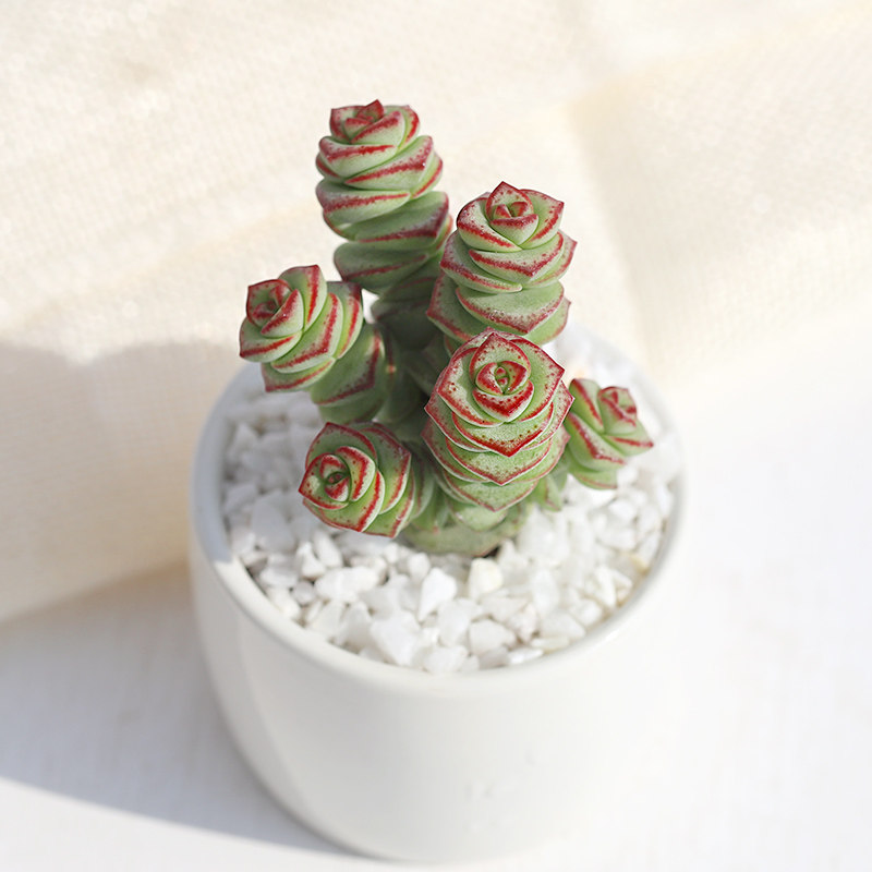 卉吉多肉花卉 钱串 多肉植物绿植diy园艺 桌面萌物组合盆栽