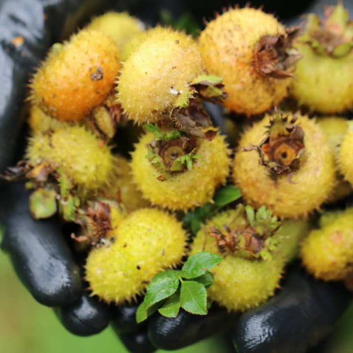 活法儿新木梨子新鲜刺梨贵州特产水泡其它干货