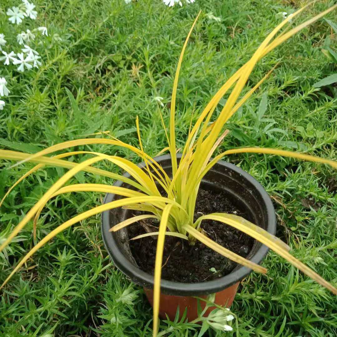 苔草金阳光鲍尔尔斯盆栽叶色金黄耐寒宿根落叶时令草本花卉