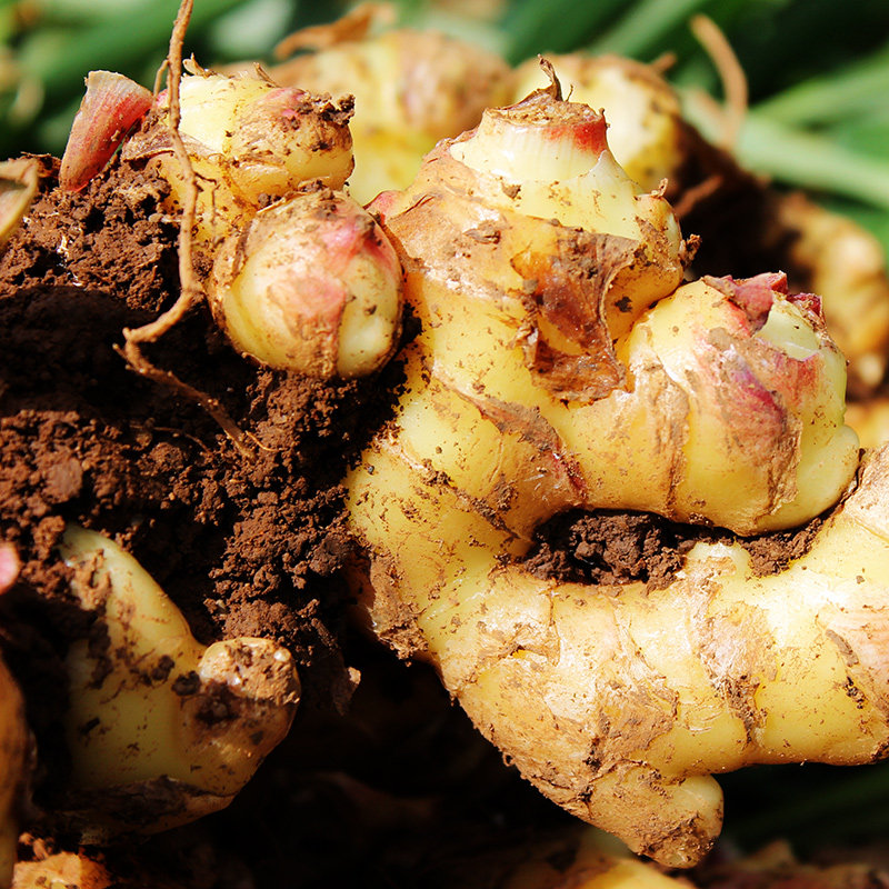 四川农家新鲜小黄姜芽老怀沙土仔生嫩地姜牙子大块5斤山东10蔬菜