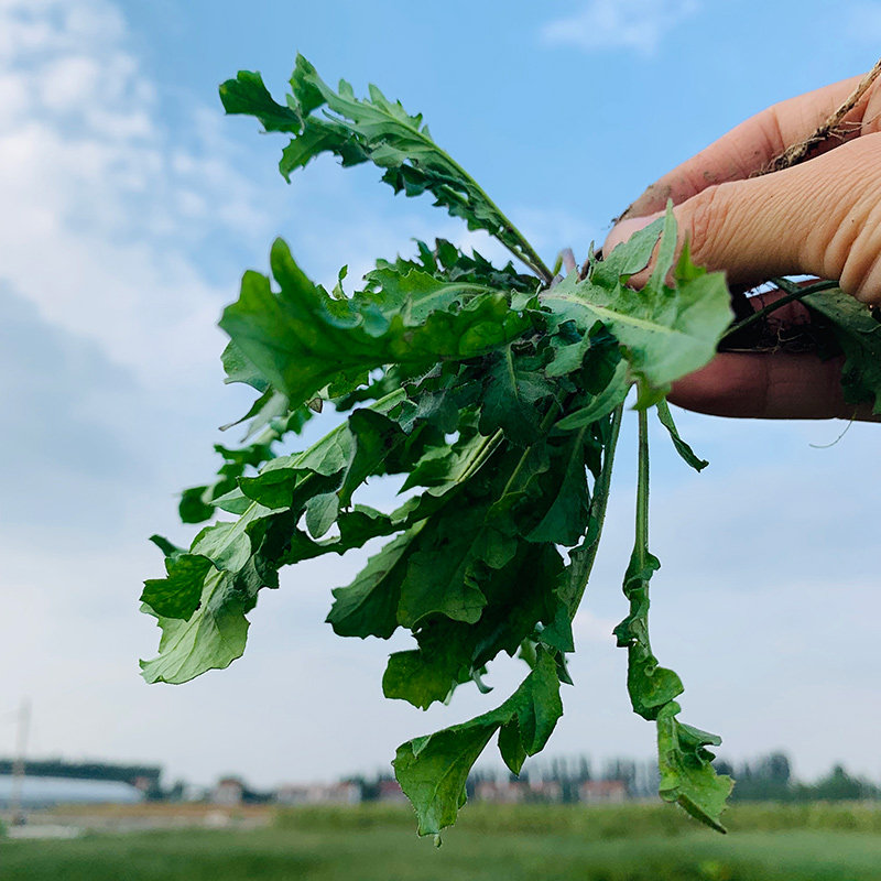 陕西秦岭地菜红花荠菜野菜新鲜时令农蔬菜芨芨菜5斤叶菜类青菜
