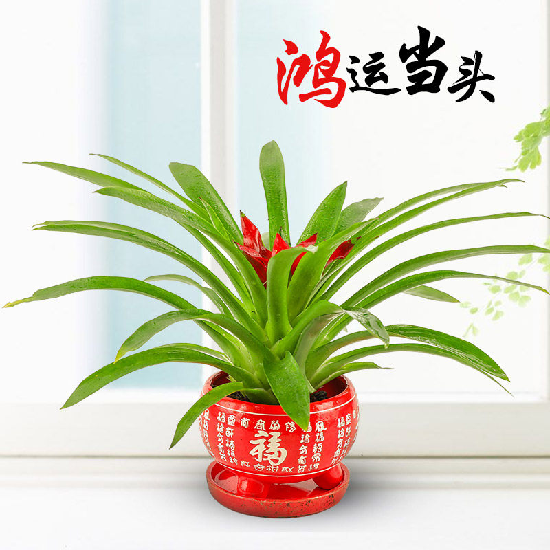 鸿运发财图片,好运发财图片,20吉祥好运图片_大山谷图库