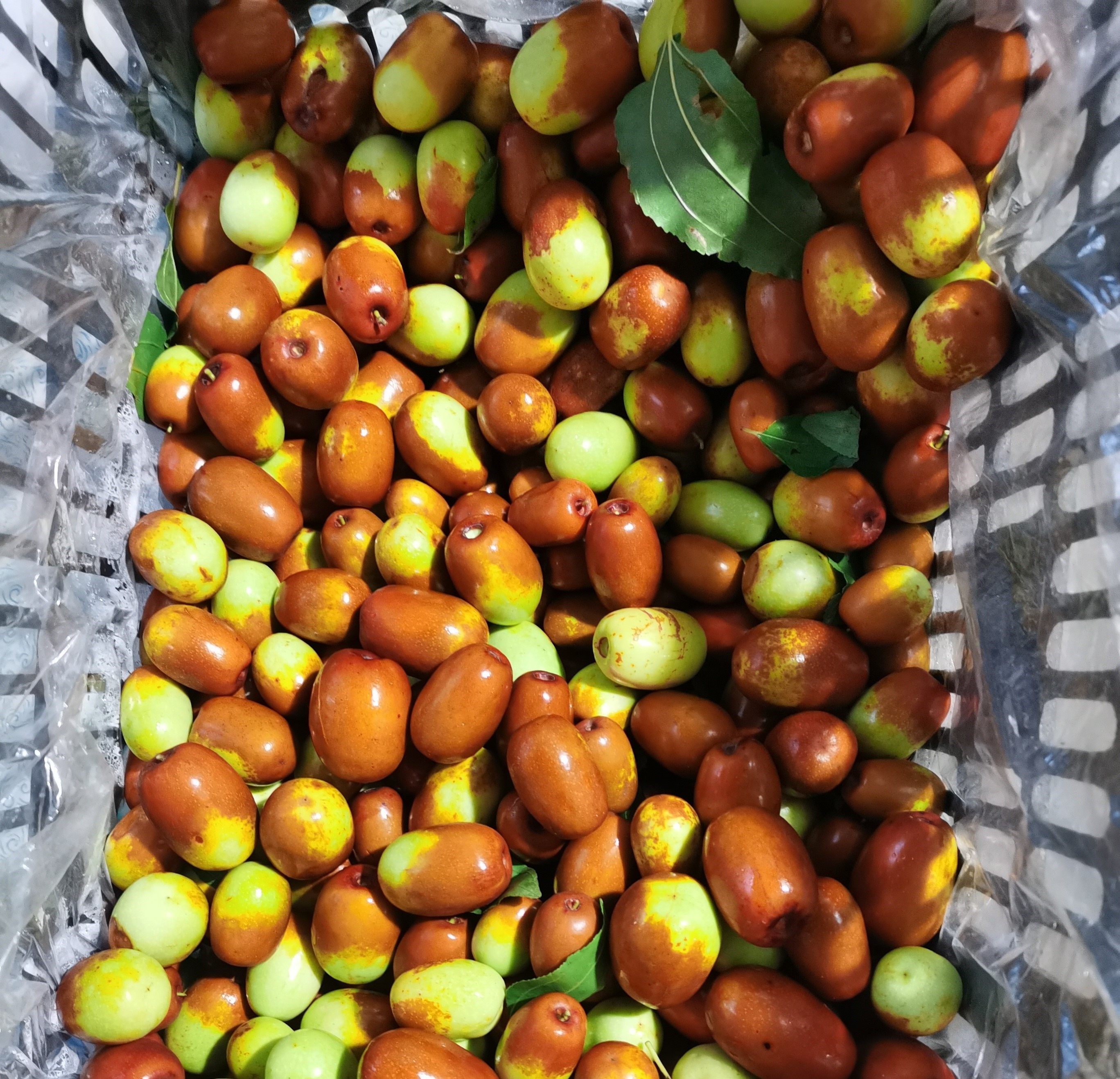 2022辽宁朝阳孙家大枣脆枣平顶凌枣新鲜甜酸枇杷