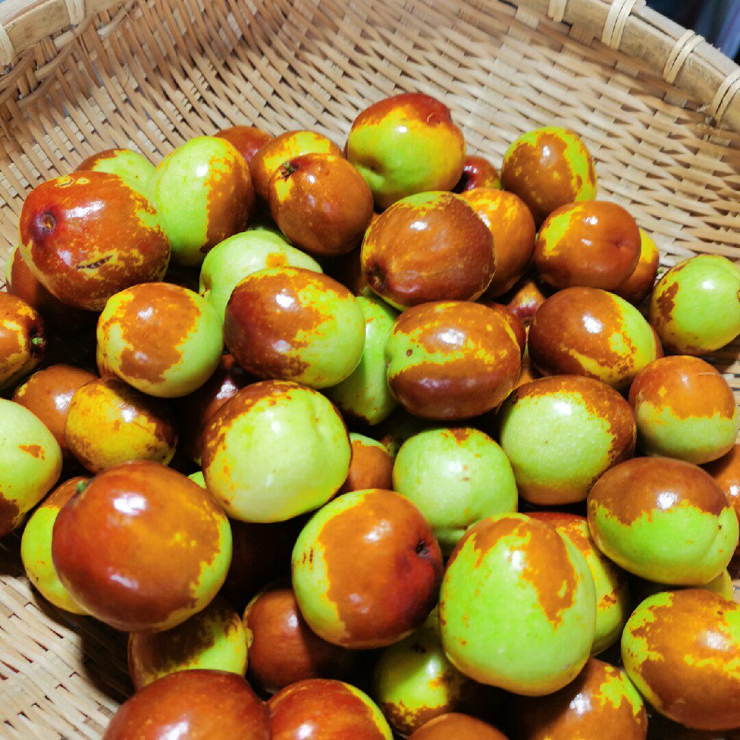 辽宁朝阳大枣孙家湾大铃铛枣脆甜鲜枣金凌圆枣