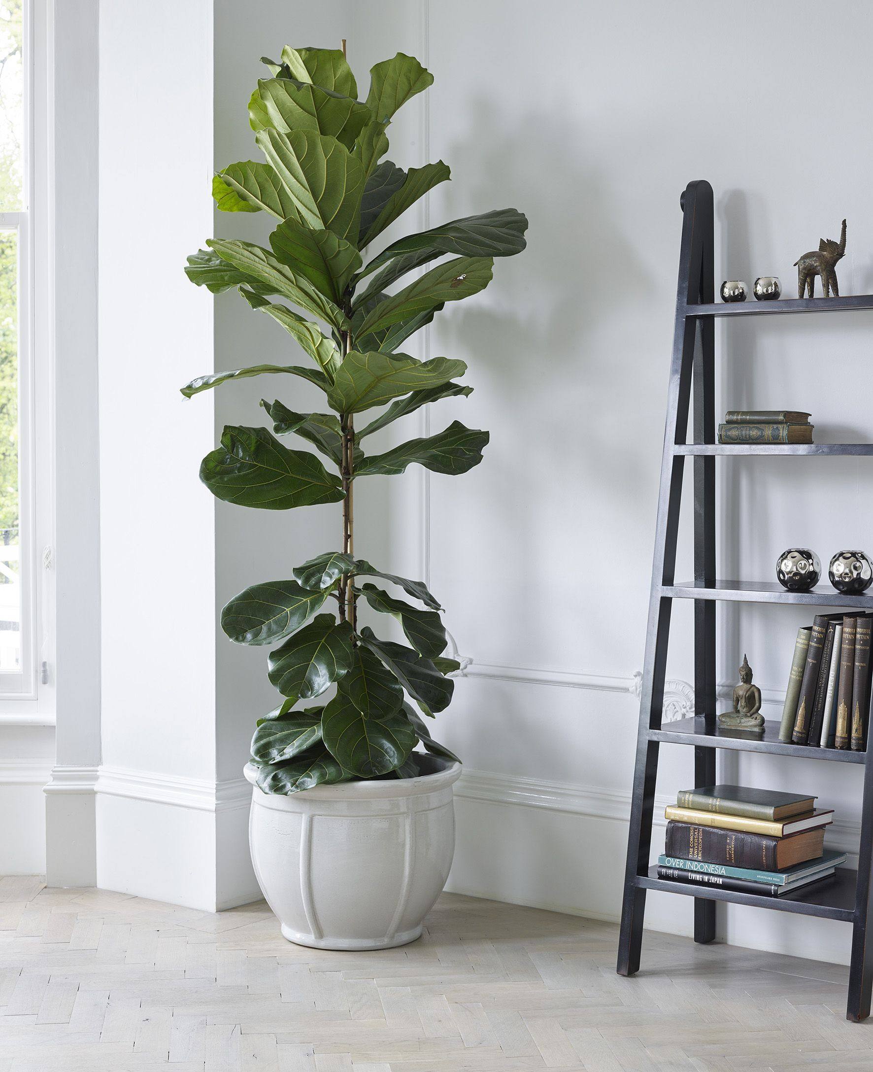 琴叶大叶盆栽客厅北欧大型植物棒棒糖型净化空气室内观大型绿植