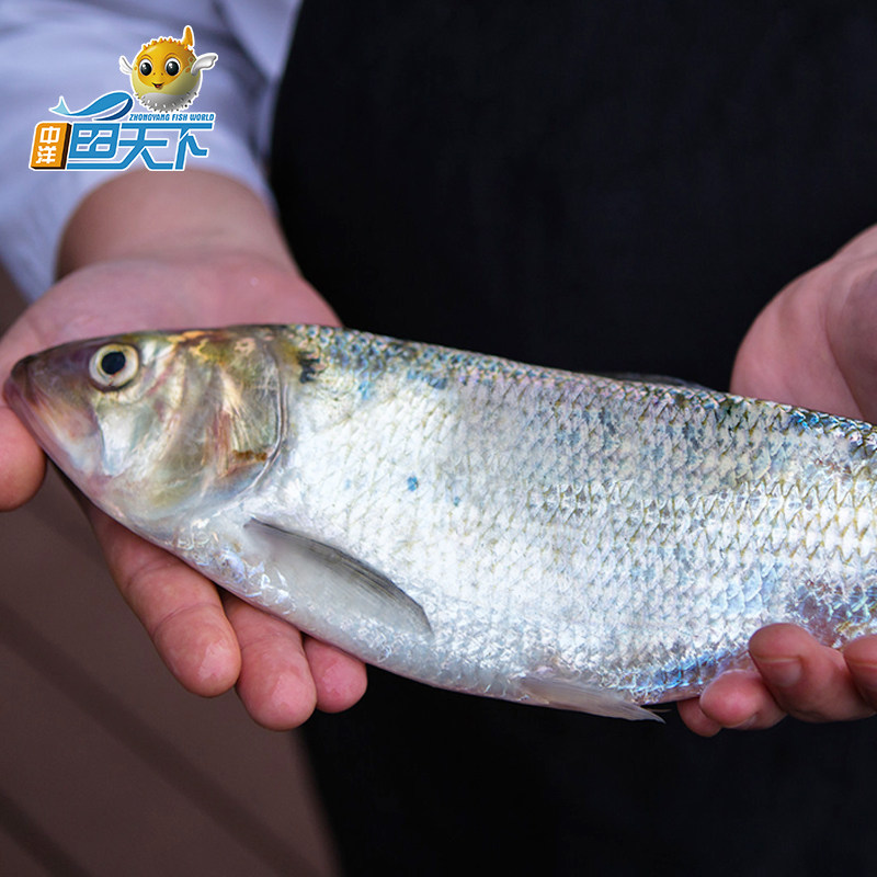 中洋鲥鱼冷链顺丰食材15斤水产淡水鲜活新鲜活淡水鱼类