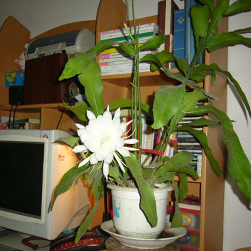 昙花室内阳台绿植盆栽适合盆栽花苗 推荐