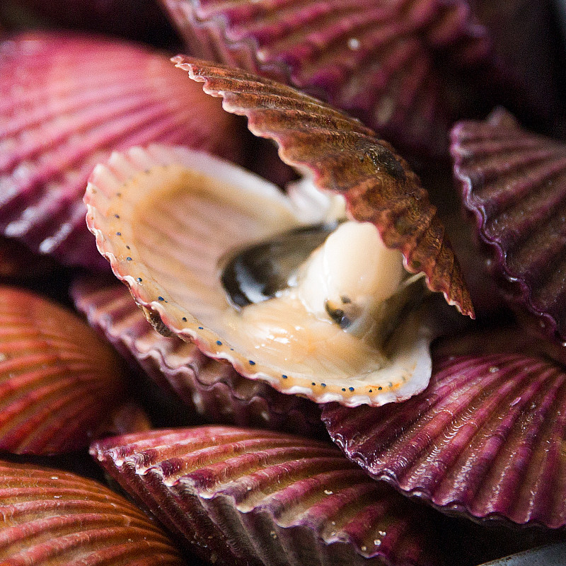 红贝小红扇贝鲜活网红生鲜海鲜水产新鲜贝类扇贝