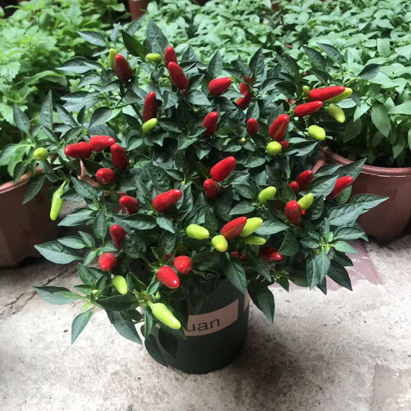 盆栽辣椒食用朝天五彩室内阳台绿植四季带果家庭园艺种子