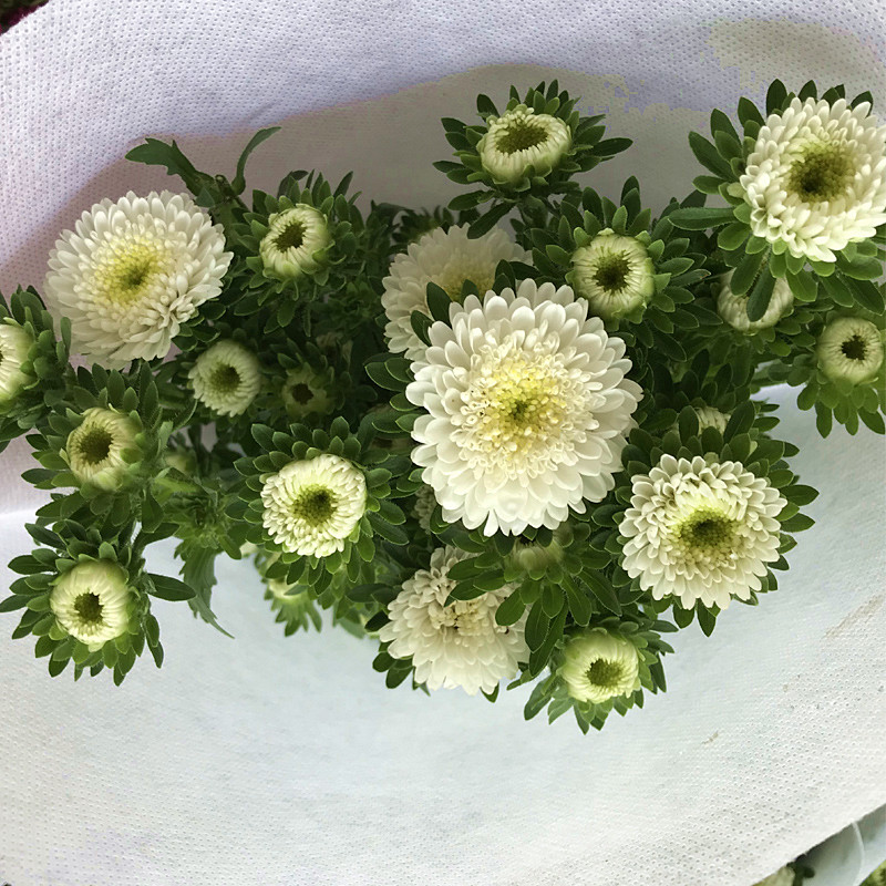 新鲜上市小翠菊鲜切花多色矢车菊花期长好养家用迷你清新鲜花