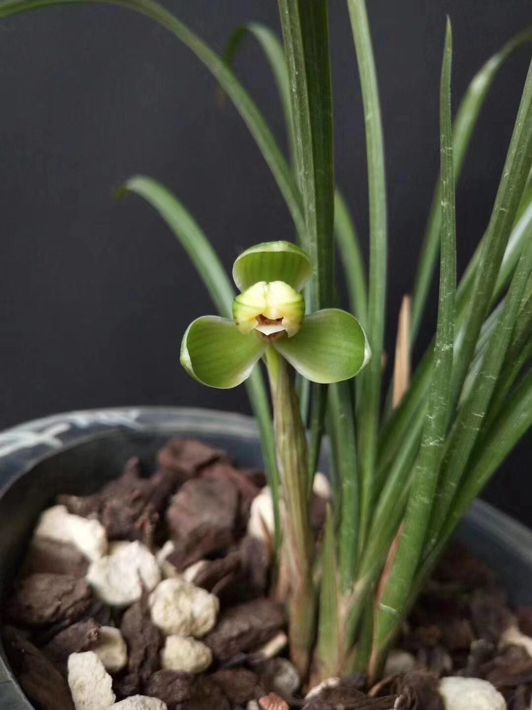 兰花花苗贺神梅春兰传统铭品老八种梅瓣浓香绿植花卉