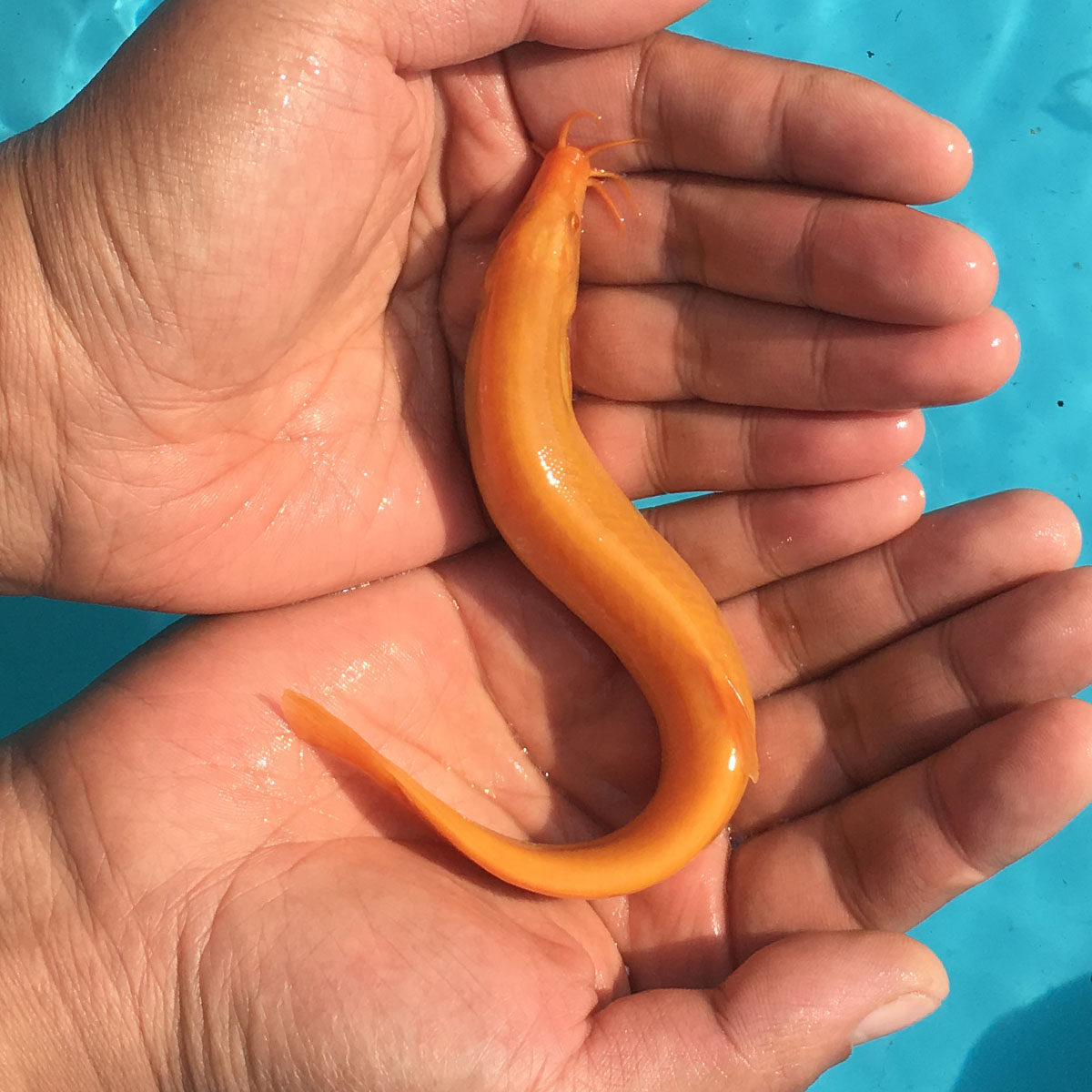 风水宠物黄金红泥鳅活体冷水招发财清道夫吃垃圾除藻苔好养观赏鱼