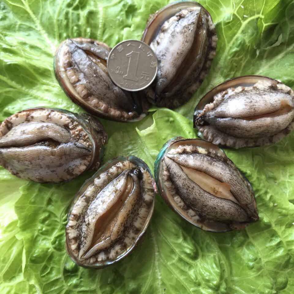 鲍鱼吃货海鲜深海一斤10-12只左右158元32只顺丰鲍鱼
