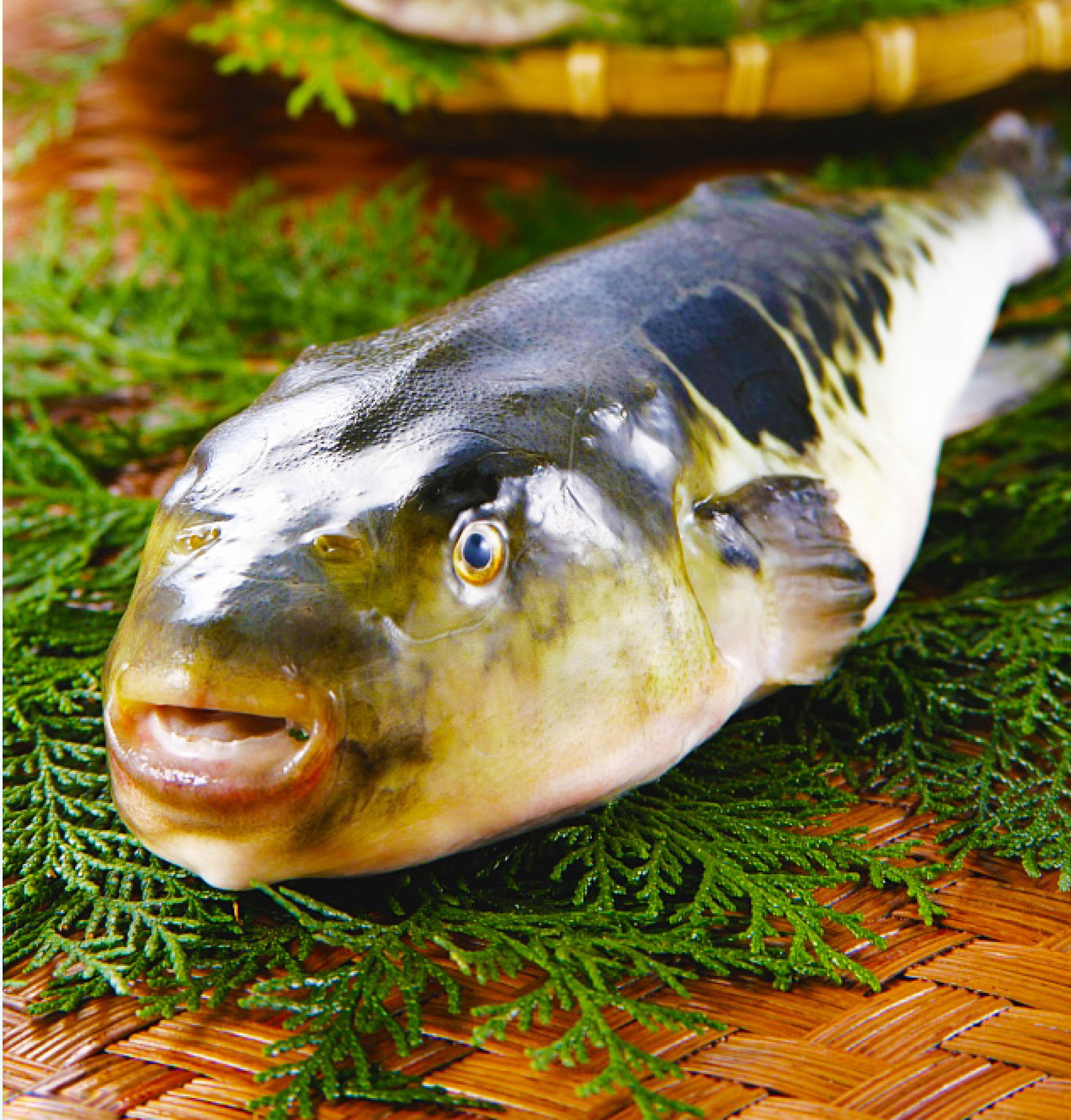 河豚东方红鳍豚虎豚海水养殖食用处理9001000g刺身包邮淡水鱼类