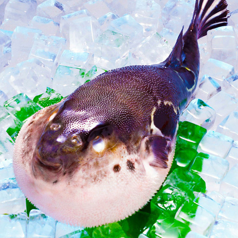 河豚东方红鳍豚虎豚海水养殖食用处理9001000g刺身包邮淡水鱼类
