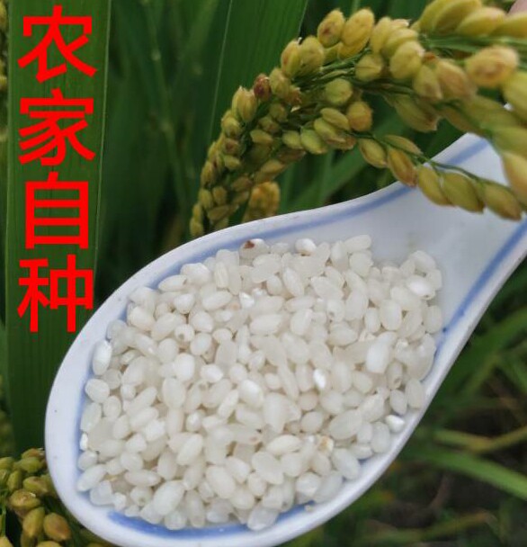 大米2020南梗9108江苏如皋新米抛光软糯圆粒非大米