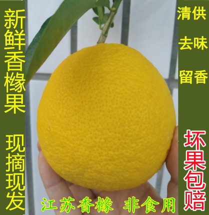 果干片香橼原种香园香圆香泡清供供佛果非佛手佛手果