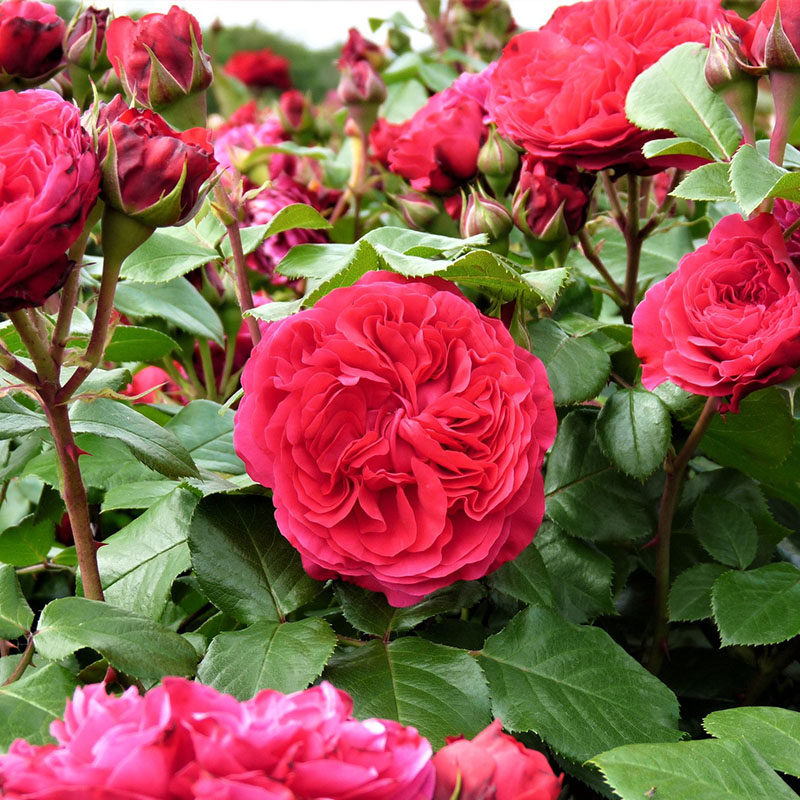 红色达芬奇法国灌木月季香味四季庭院阳台露台花卉
