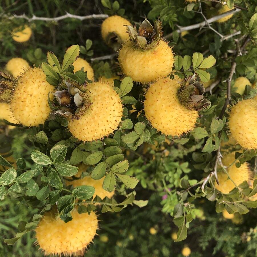 刺梨贵州特产新鲜水果罐头罐装冰糖休闲罐头整箱其它干货