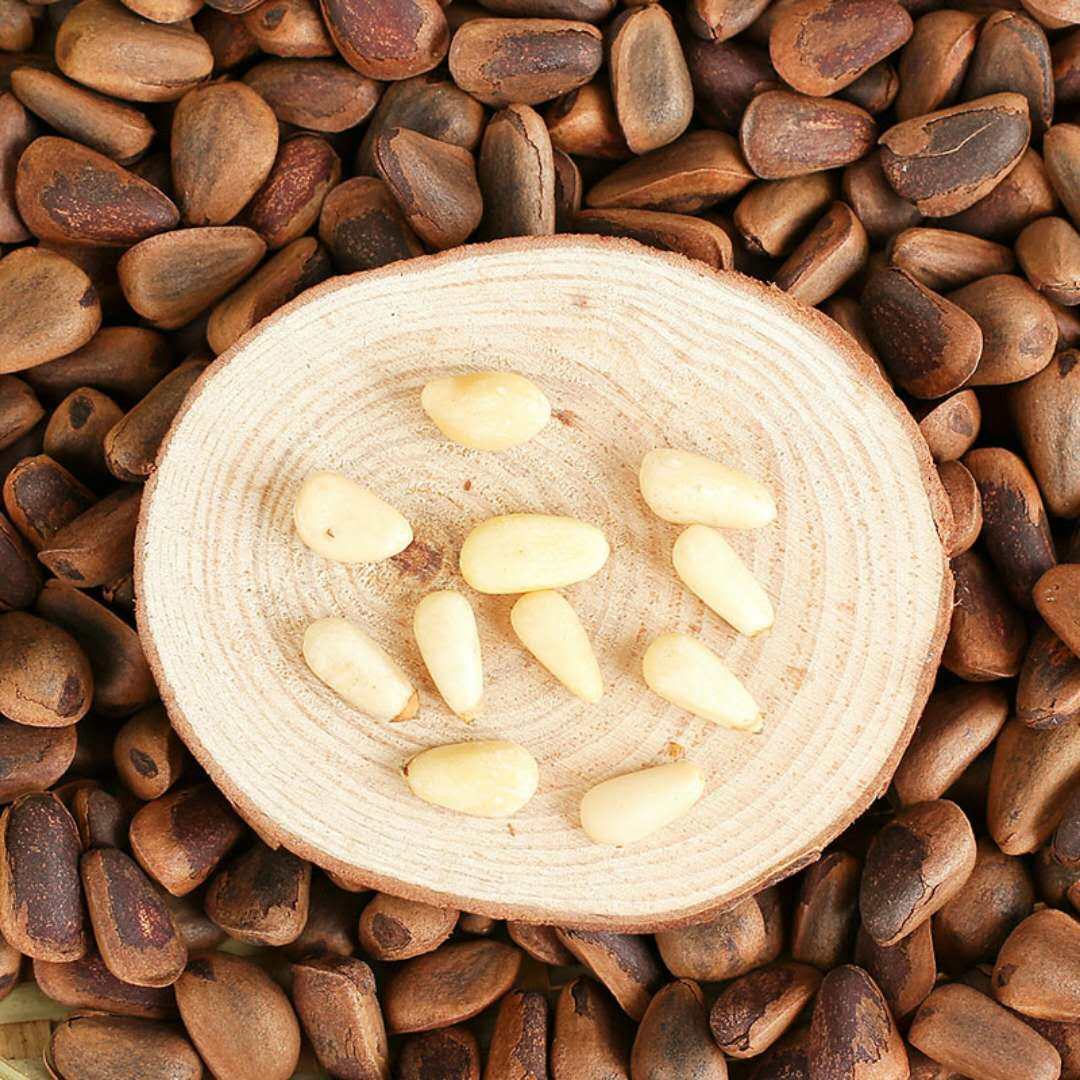 新鲜松子松塔东北野生长白山松鼠装饰松果超大松子