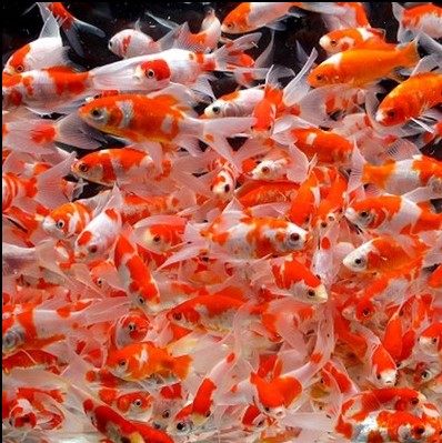 红草金鱼饲料活体小型草金鱼苗耐活冷水鱼小金鱼鱼