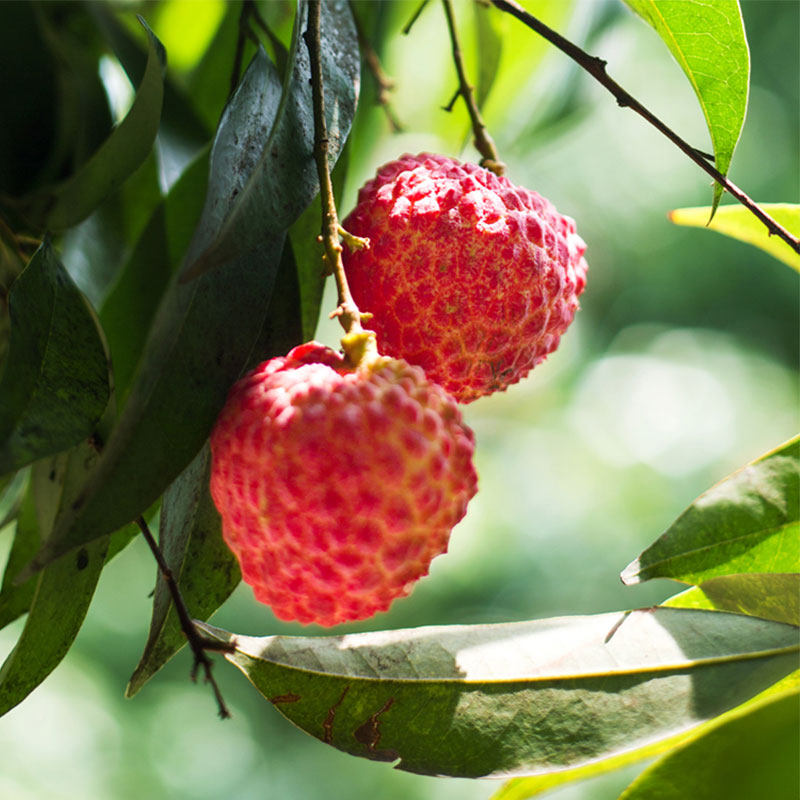 2022年深圳荔枝枝节南山糯米10斤岭南新鲜小孩荔枝