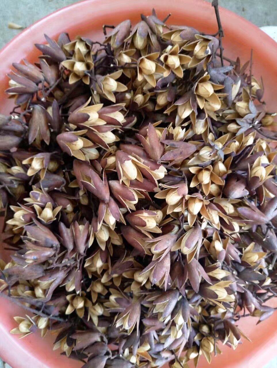 2017年野生中药材香铃子 香椿子香菱子 香椿种子果实 特价 包邮 - 痕