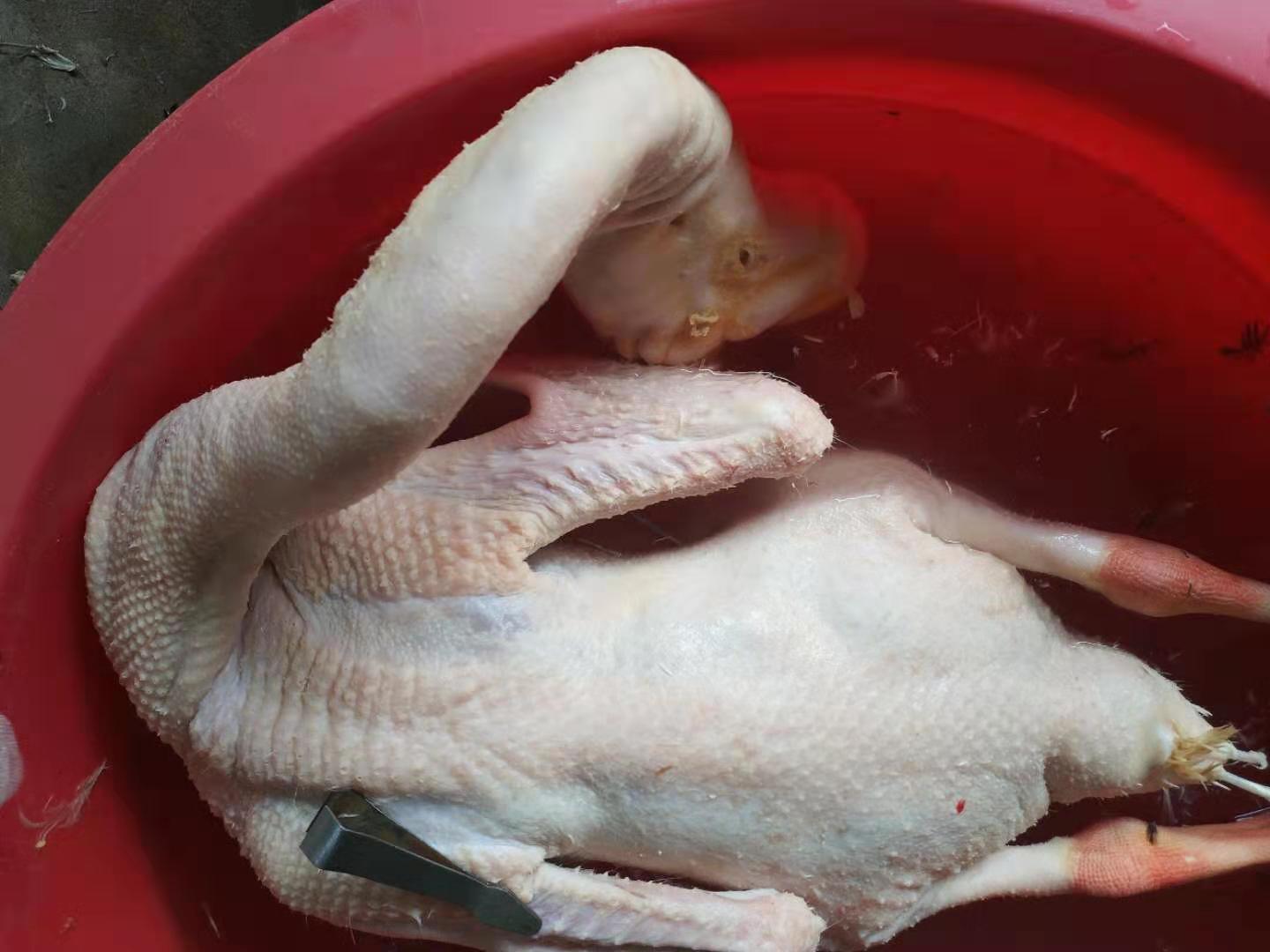 老鹅笨鹅新鲜现杀鲜肉新鲜肉农家土鹅草鹅白鹅鹅肉