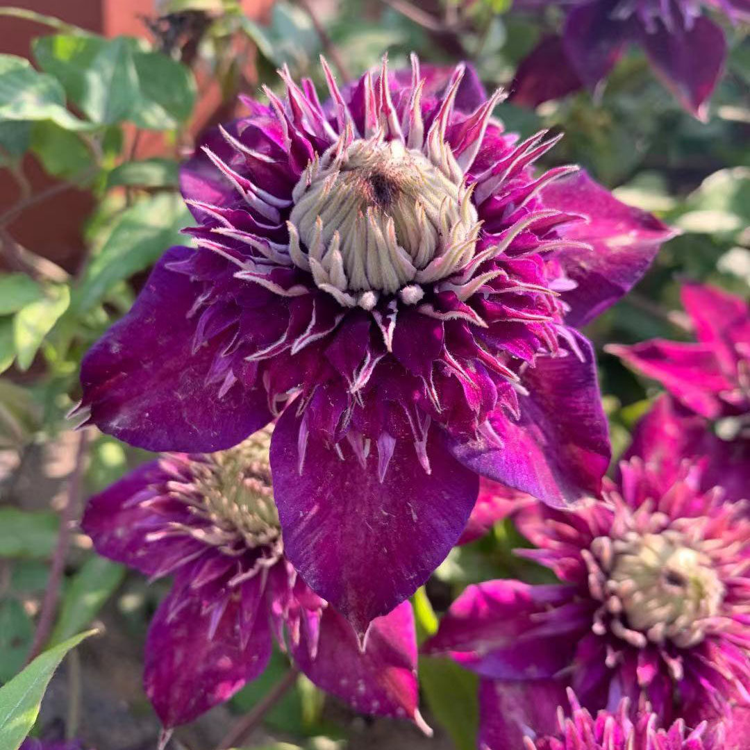 帅帅花卉花卉园园艺系重瓣品种阳台庭院种植花卉