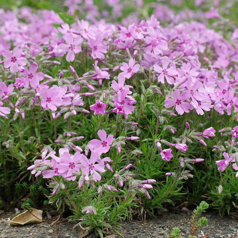 花卉盆栽 丛生福禄考芝樱 虹越140#盆栽苗 庭院耐寒多年生草本
