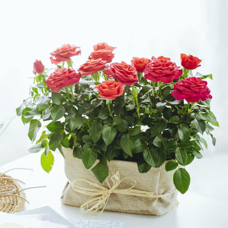 迷你玫瑰虹越天卉苑阳台窗台月季月季花花苗带花花卉