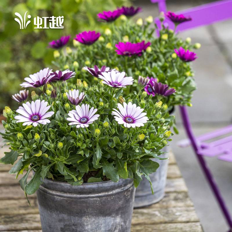 南非万寿菊盆栽虹越庭院花园阳台花色艳丽多年生时令草本花卉