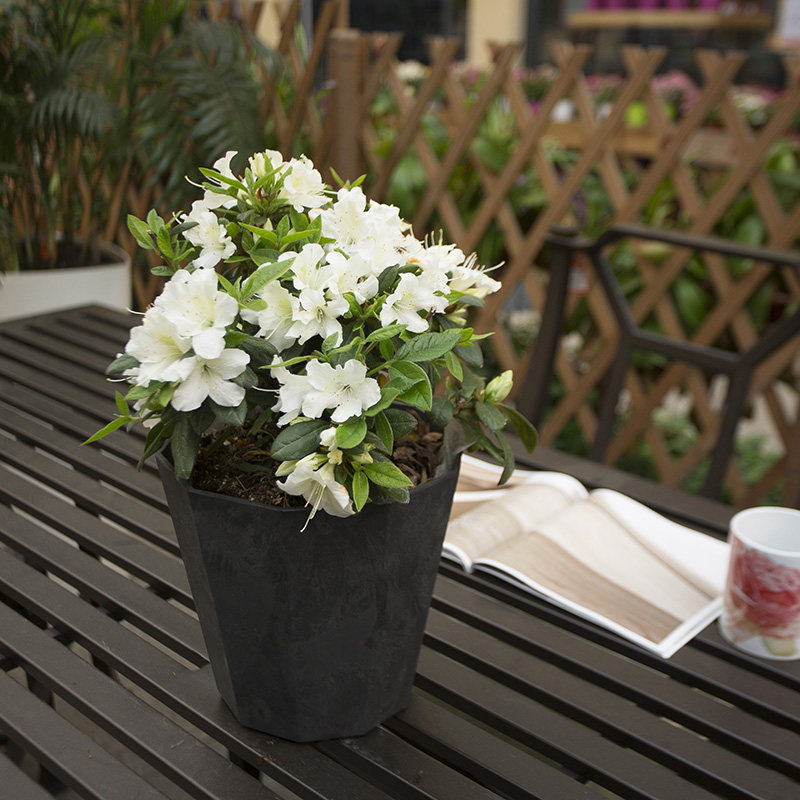 安酷杜鹃盆栽虹越花园阳台纺绸粉丝丝带多季时令草本花卉