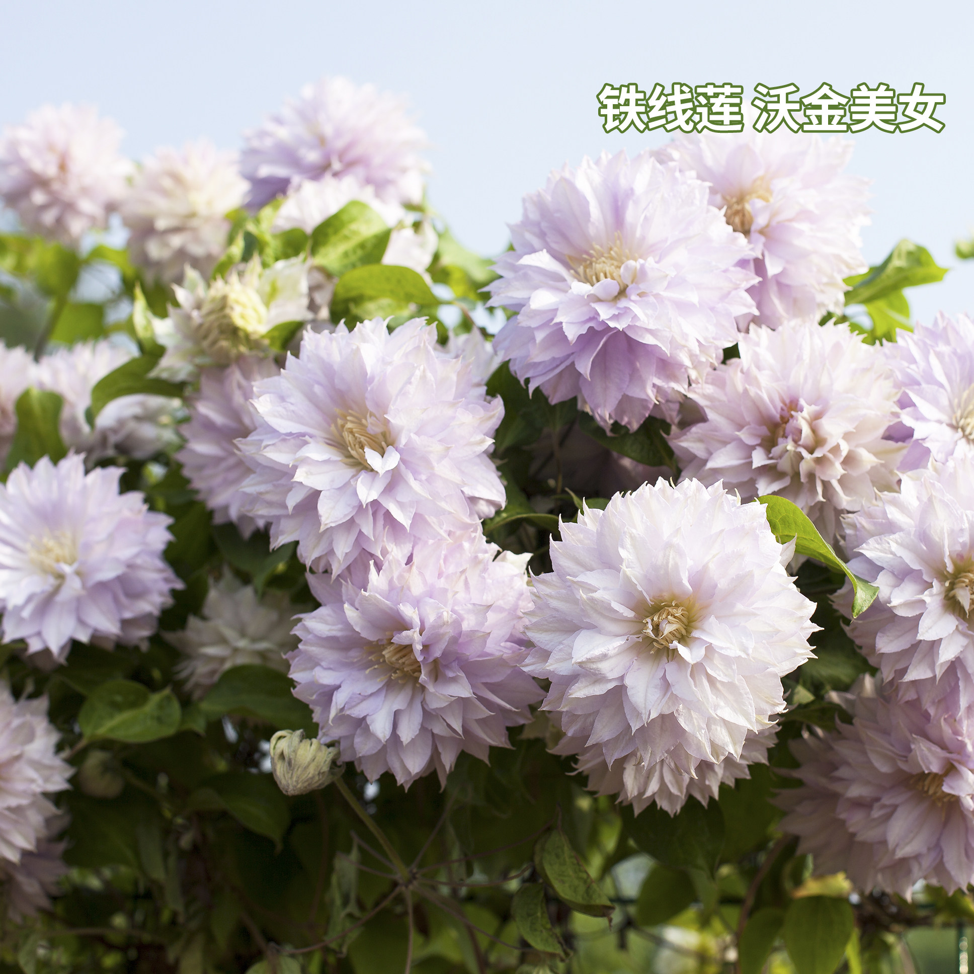 铁线莲盆栽苗 蓝光经典哥白尼风之森林虹越铁线莲花苗 爬藤植物