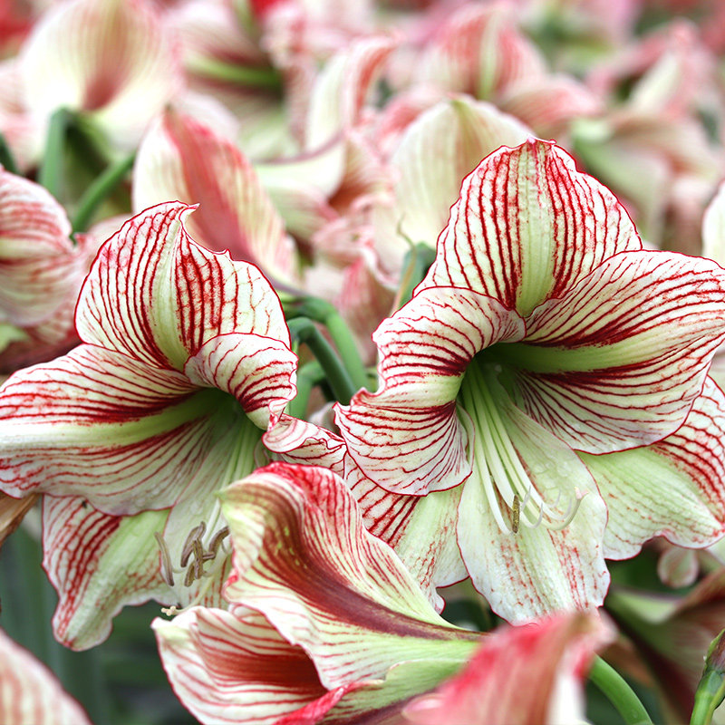 杂交朱顶红国产虹越庭院花园阳台多年生花球根可种球