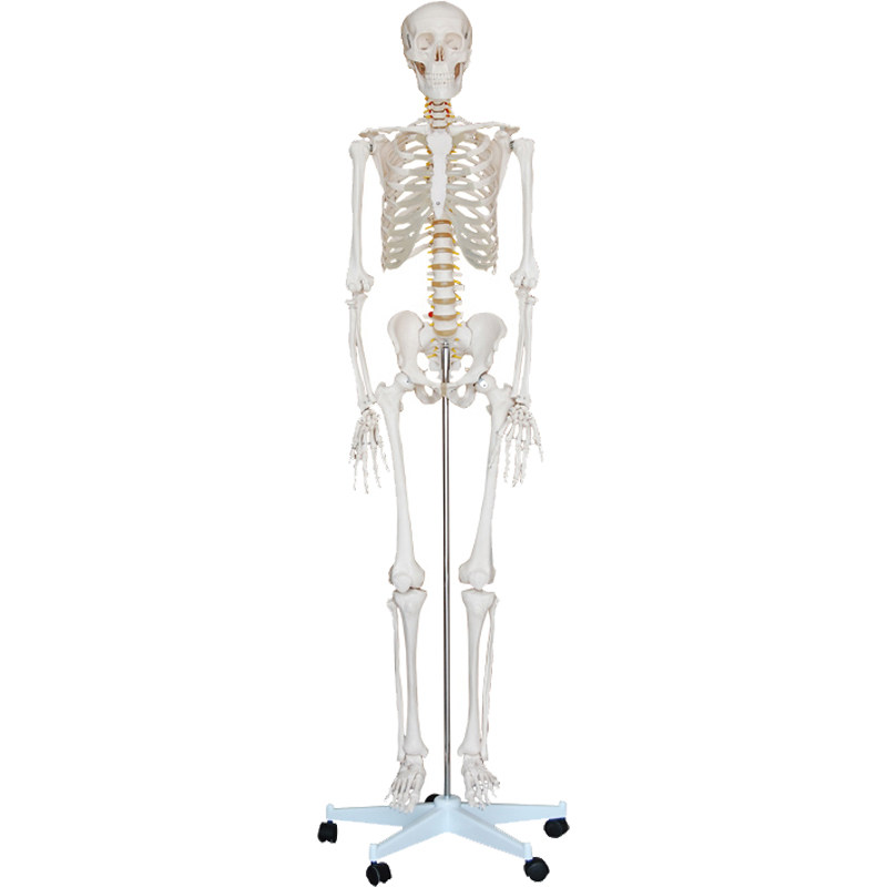 人体全身骨骼模型180cm大骨架骷髅骨头架子结构脊柱关节血管神经